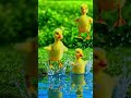 Cute Duck Baby Enjoying Pool First Time 💛💦#DuckBaby#LittleDuck#BabyDuck#PoolFun#explore #ViralShorts