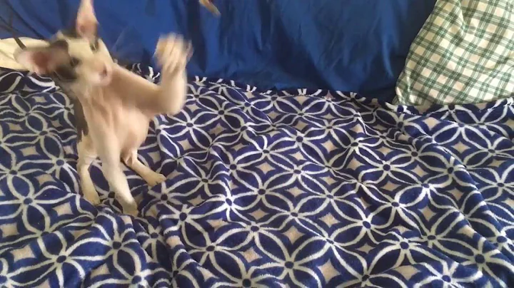 Video 297361: peterbald cat, cat black white, white male cat, cat playing toys