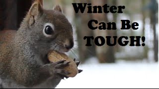 Winter Making You Nuts? by Rob The Plumber 1,039 views 9 years ago 18 seconds