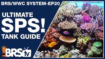 Ep20: The only SPS reef tank setup guide you