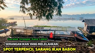 HERAN LAPAK SEBAGUS INI DIBIARKAN KOSONG || PADAHAL BANYAK IKAN BABON DI SPOT INI || mancing mania
