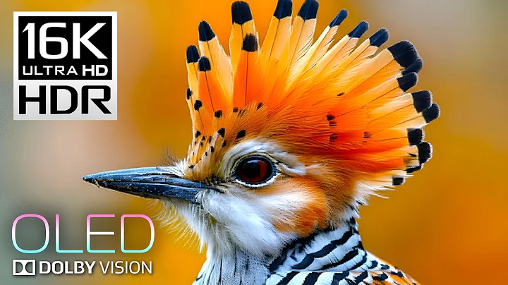 16K HDR Video 120fps Dolby Vision - OLED TEST for 4K / 8K TV
