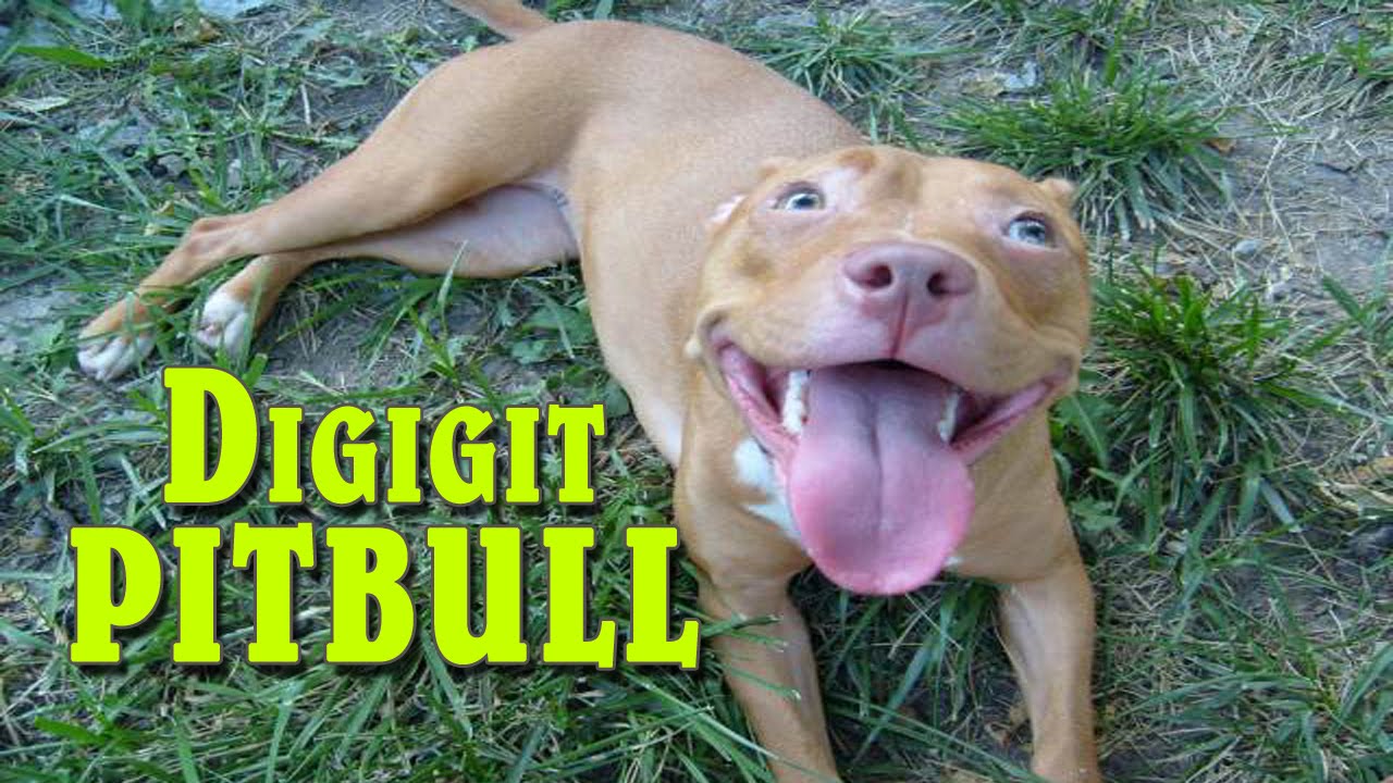 Anjing Pitbull Lucu Digigit Pitbull YouTube