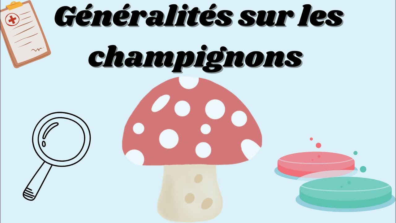 Généralités sur les champignons by Nélma
