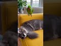Parrot Teases the Cat’s Laziness