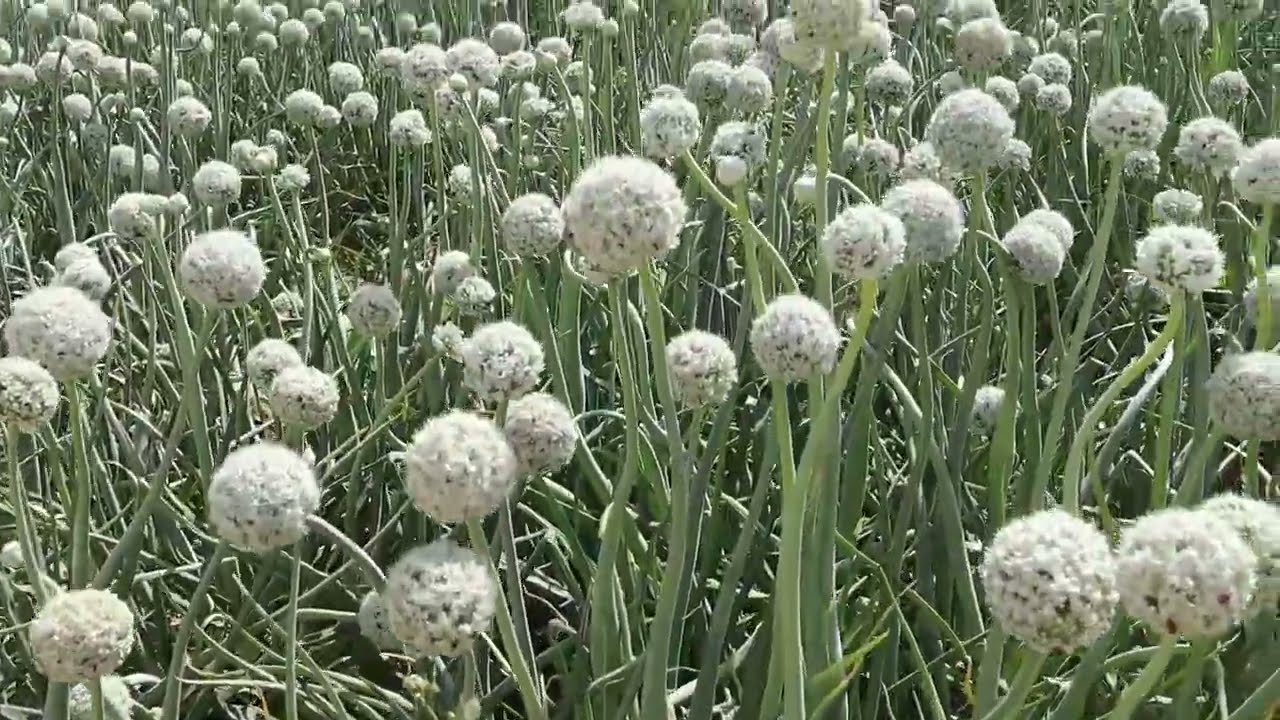 زراعة البصل فى الفرافرة الوادى الجديد / ومعلومات هامه للمتابعين