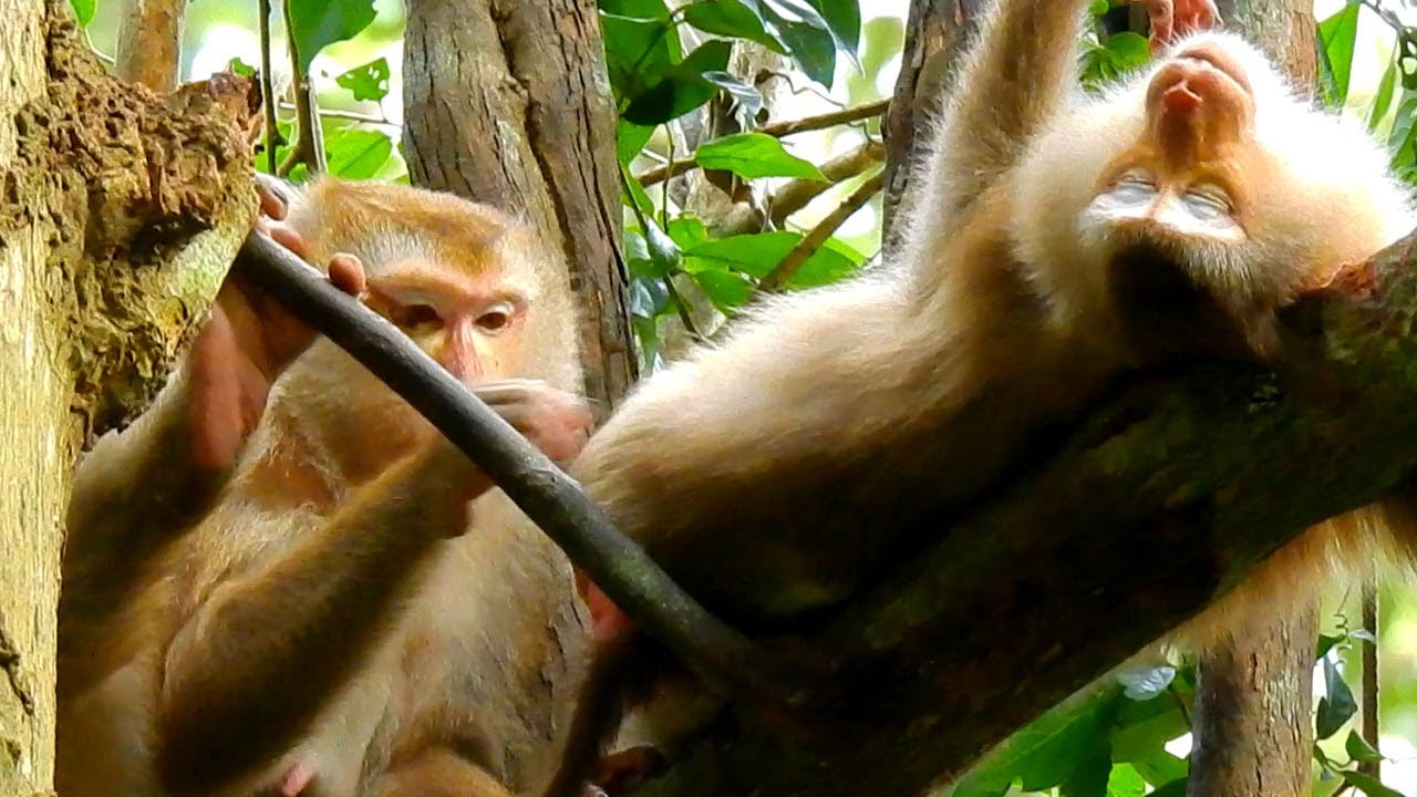 Passed Out COLD! Monkey in Total Bliss Mode - YouTube