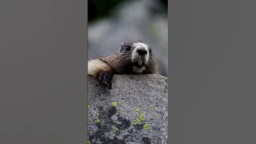 صوت المرموط الغرير The Sound Of The Marmot 