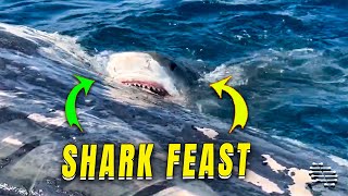 Sperm Whale Carcass Attracts Sharks Off the Coast of Florida