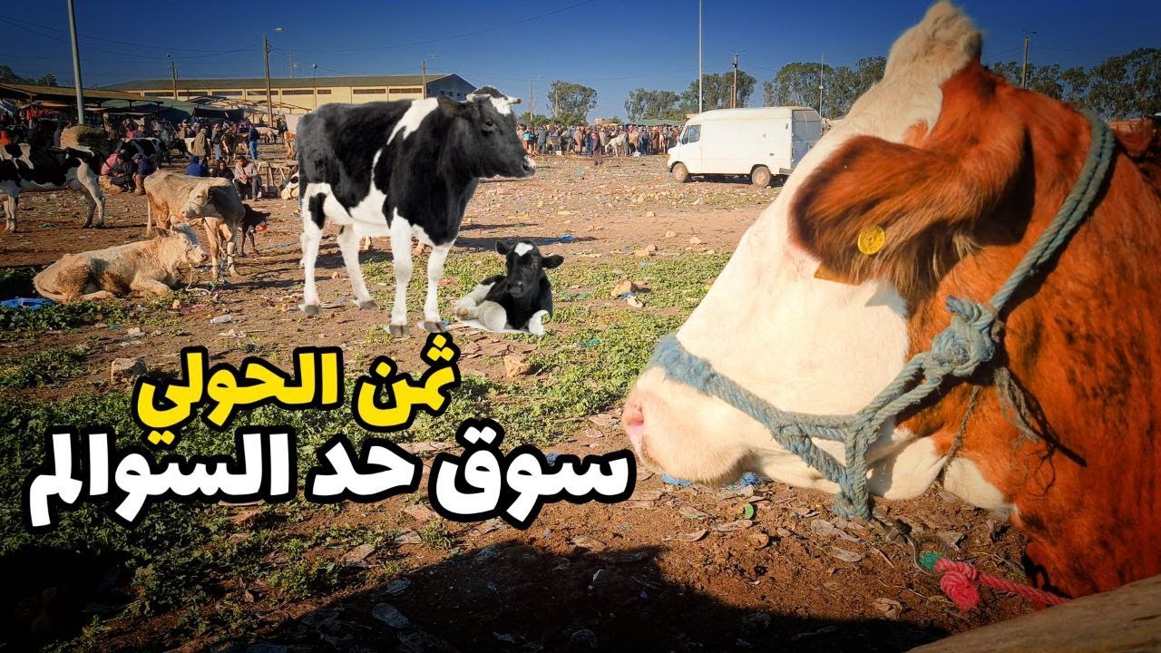 ثمن الحولي | من سوق حد السوالم.