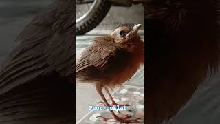 Burung Peor Coklat