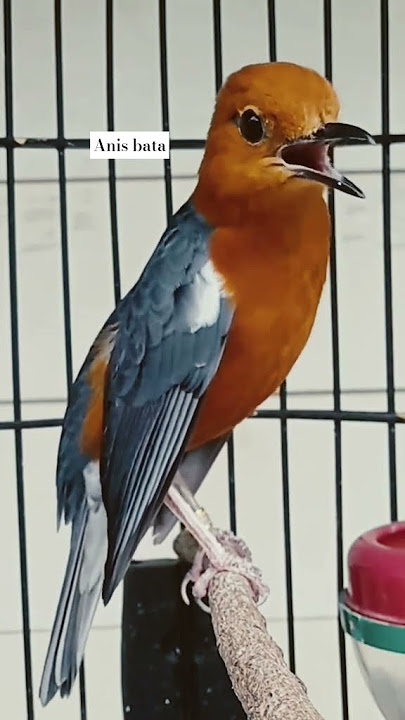 anis bata / anis merah #burungmerdu #birds #burungkicaudialamliar #kicaumania #burung