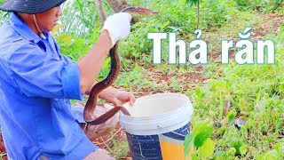 Kỷ niệm cuối cùng về rắn hổ ngựa (the last memory of radiated ratsnake)