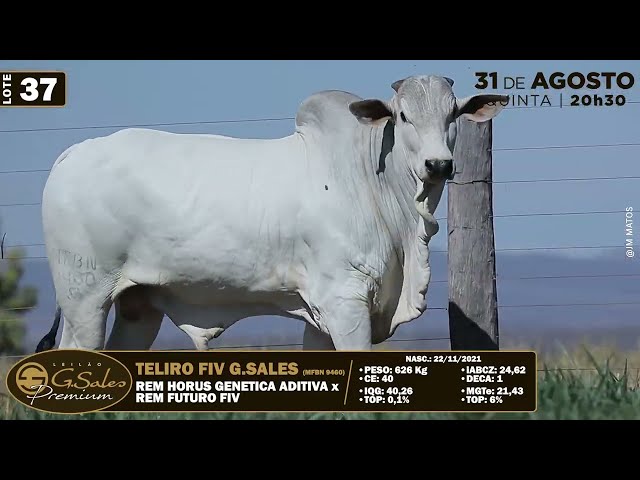 LOTE 37   MFBN 9460
