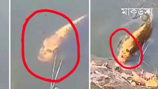 কযমরয ধর পড মনষর মত মছ নজর চখ ন দখল বশবস করবন ন Fish Look Like Humans
