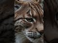 Vaşak Anadolu ormanlarında #vaşak #wildlife