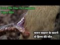 Deer Die Due To Common Viper Bite | Snake attack Antelope