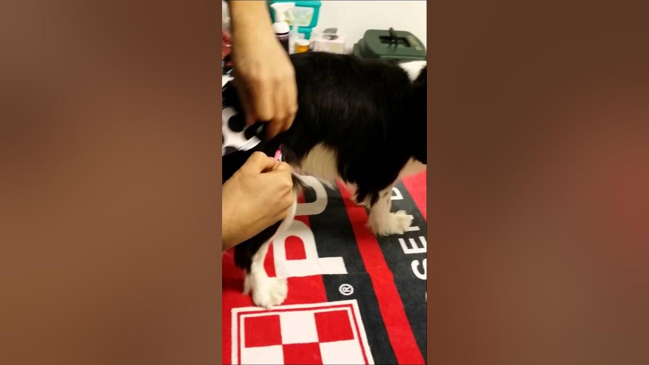 How to put a menstruation pad on a dog. YouTube