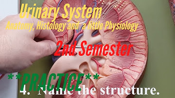 The Urinary System:  Practice for A&P Lab, 2nd Semester.  Anatomy, Histology and a little Physiology