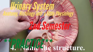The Urinary System:  Practice for A&P Lab, 2nd Semester.  Anatomy, Histology and a little Physiology Information