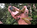 Found a giant shield bugcatch golden orb spider crickets dobsonfly giant grasshopper