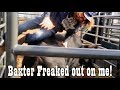 Baxter went crazy - Rodeo Time 119