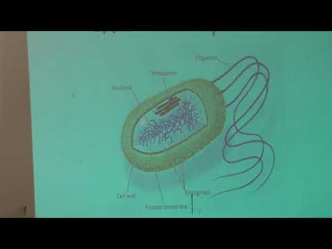 Копылов А. М. - Химические основы биологических процессов - Энергетические единицы живого