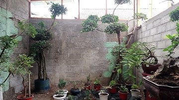 Alam aviary kandang perkutut lokal | Aviary koloni perkutut lokal