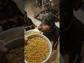 long-awaited meal #doberman #rottweiler #shibc shibaclassic.io #uniswap #biconomy #crypto