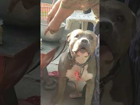 วีดีโอ: ยังรัฐอื่นได้ทำถูกต้องตามกฎหมายเพื่อ Bust Dogs Out of Hot Cars