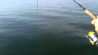 Lake Tawakoni Fishing Guide Michael Littlejohn, large Hybrid on Light Tackle