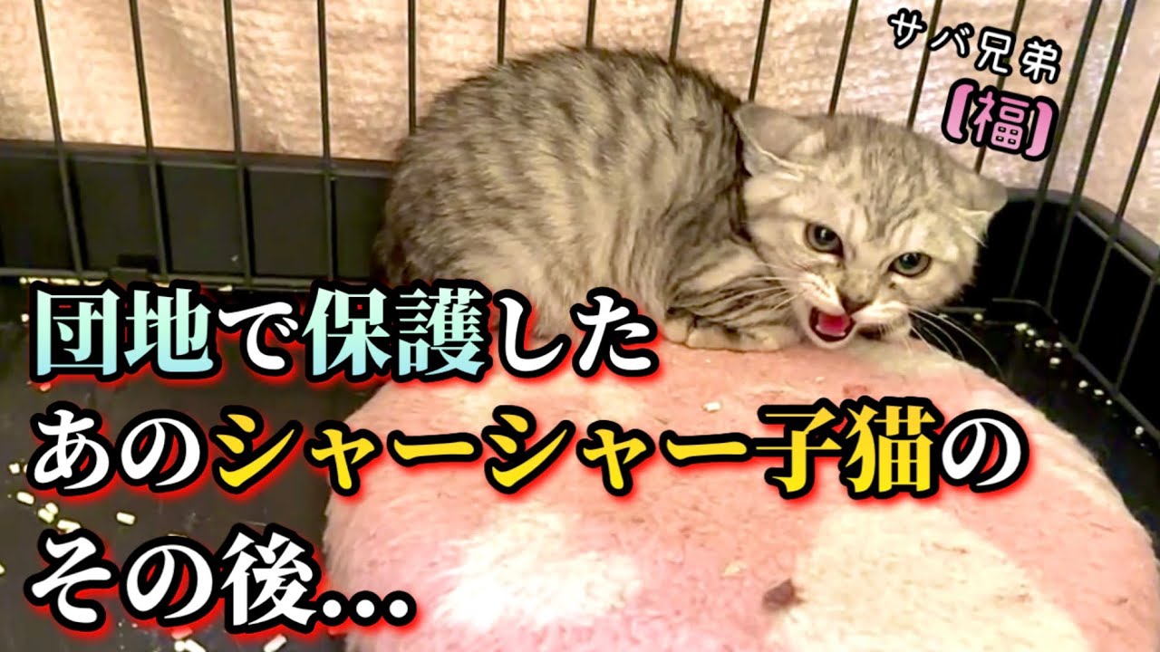 The frightened kitten is now - YouTube