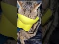 a greedy cat 😂