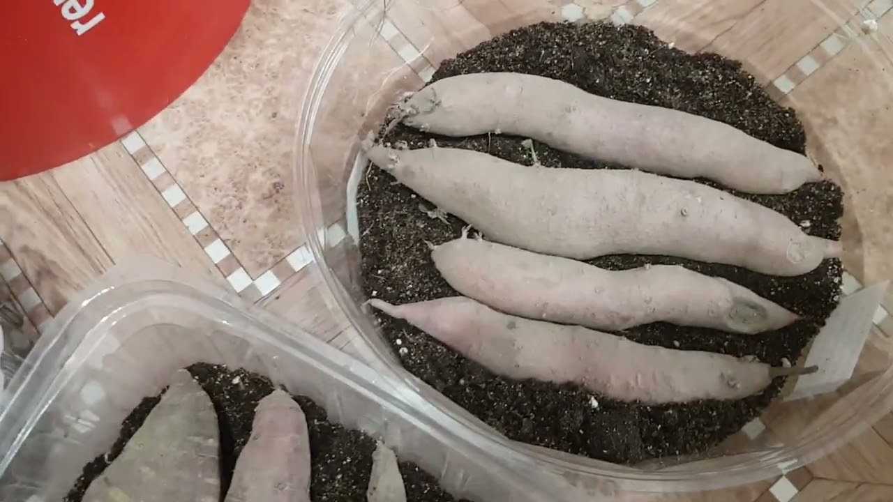 На закуску дня батат и начнем посев томатов. В понедельник дела не начинают. 08.03.25