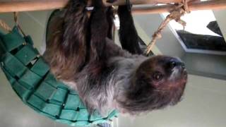 Two Toed Sloth by HorseLoverHMB 85 views 14 years ago 1 minute, 45 seconds