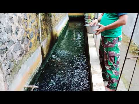 Ikan Patin Di Kolam Kecil