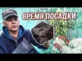 ЛУЧШЕЕ ВРЕМЯ ДЛЯ ПОСАДКИ МЕТЕЛЬЧАТОЙ ГОРТЕНЗИИ НА ПОСТОЯННОЕ МЕСТО