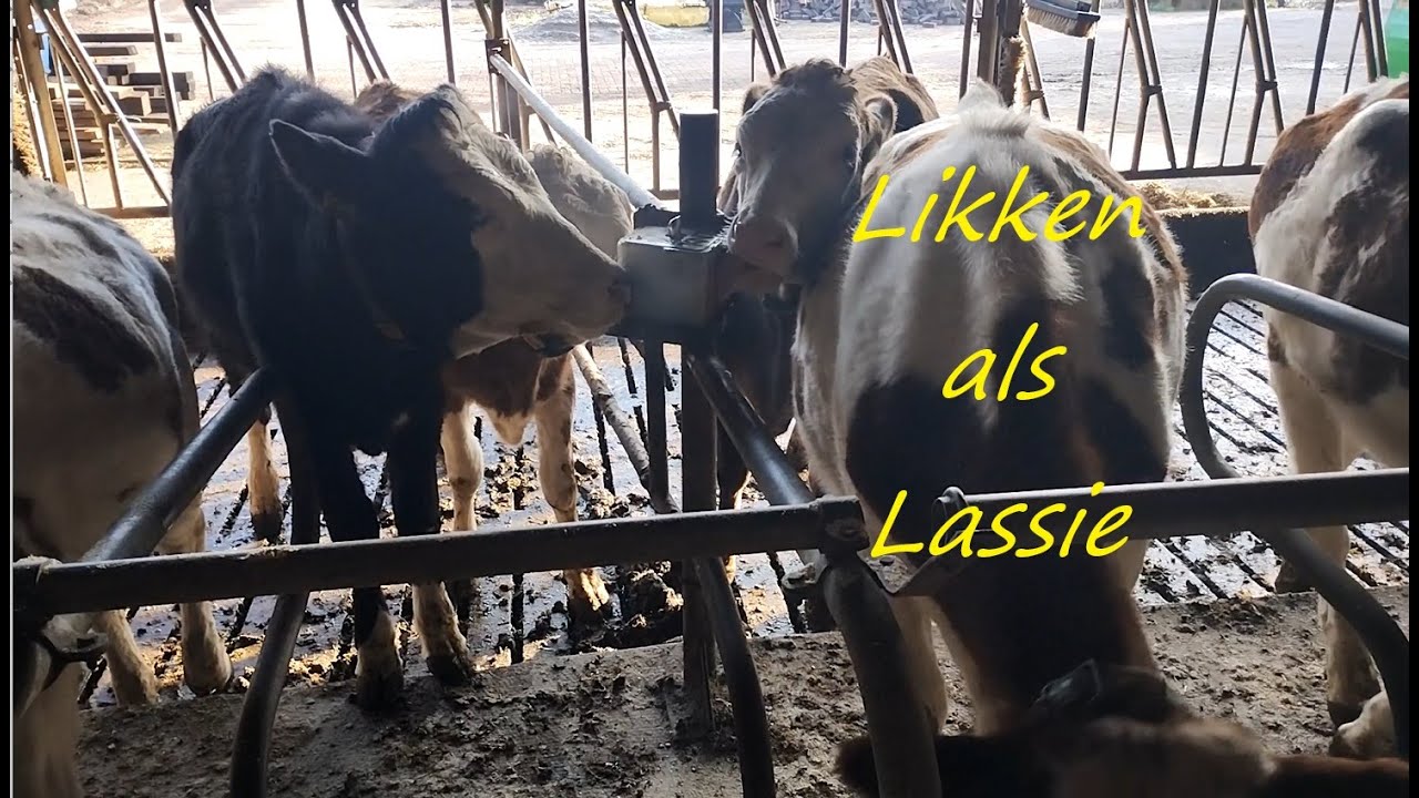 Schatgraven. No. 140