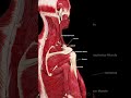 💪 Understanding the Rotator Cuff: The Key to Shoulder Stability 💪