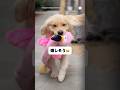 お隣のゴールデンレトリバーにぬいぐるみをプレゼント🎁　　　#ゴールデンレトリバー #大型犬　#犬　#かわいい犬 #かわいい