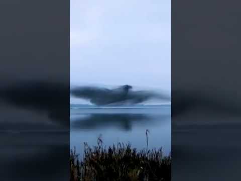 التقط المصور   عرضا فريدا لسرب من طيور الزرزور ظهرت على شكل طائر عملاق