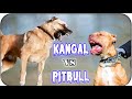 kangal turco vs american pitbull terrier ¿Quién ganaría este encuentro el apbt o el kangal turco?