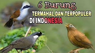 Inilah 6 Burung Termahal dan Terpopuler di Indonesia