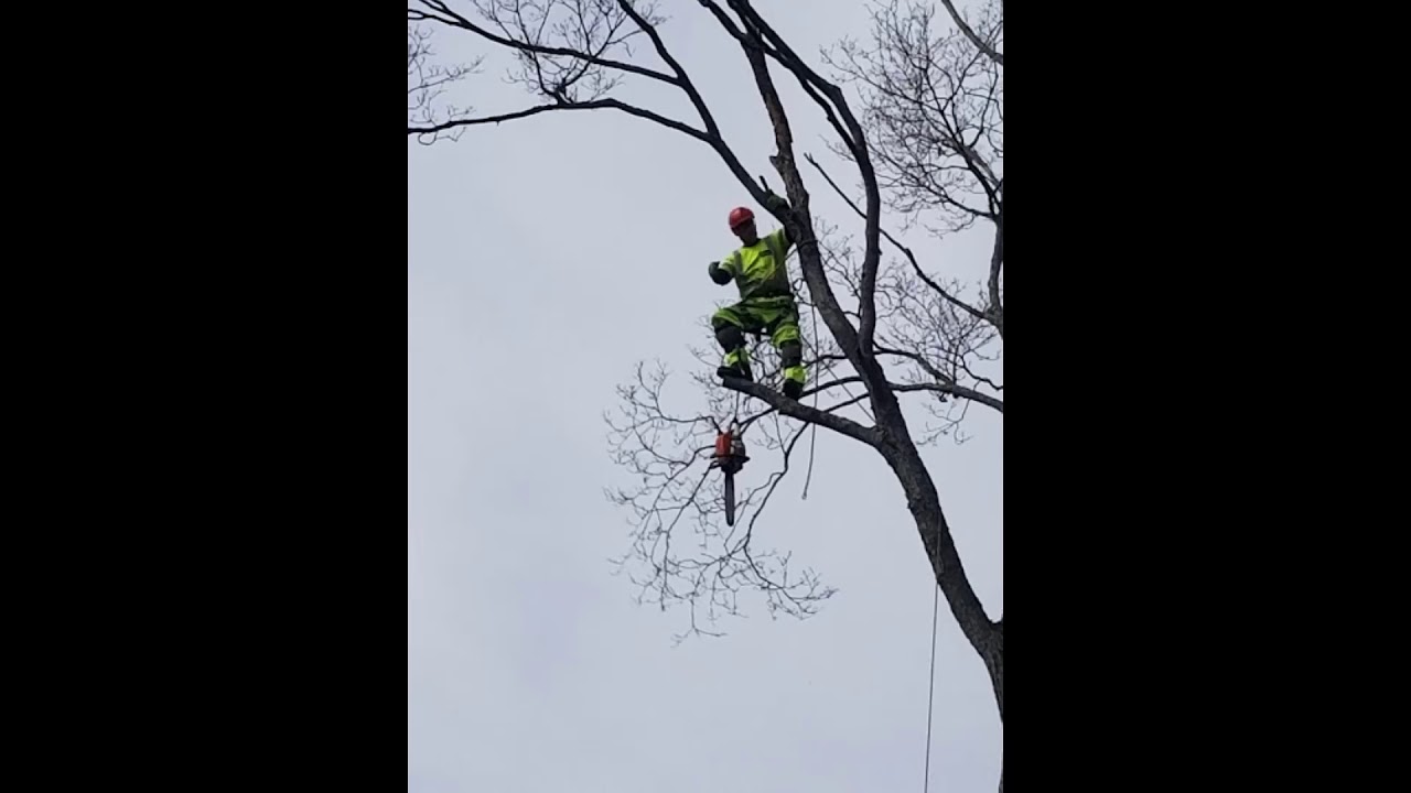 Tree Project 2020 - YouTube