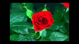 VID 20160422 WA0003