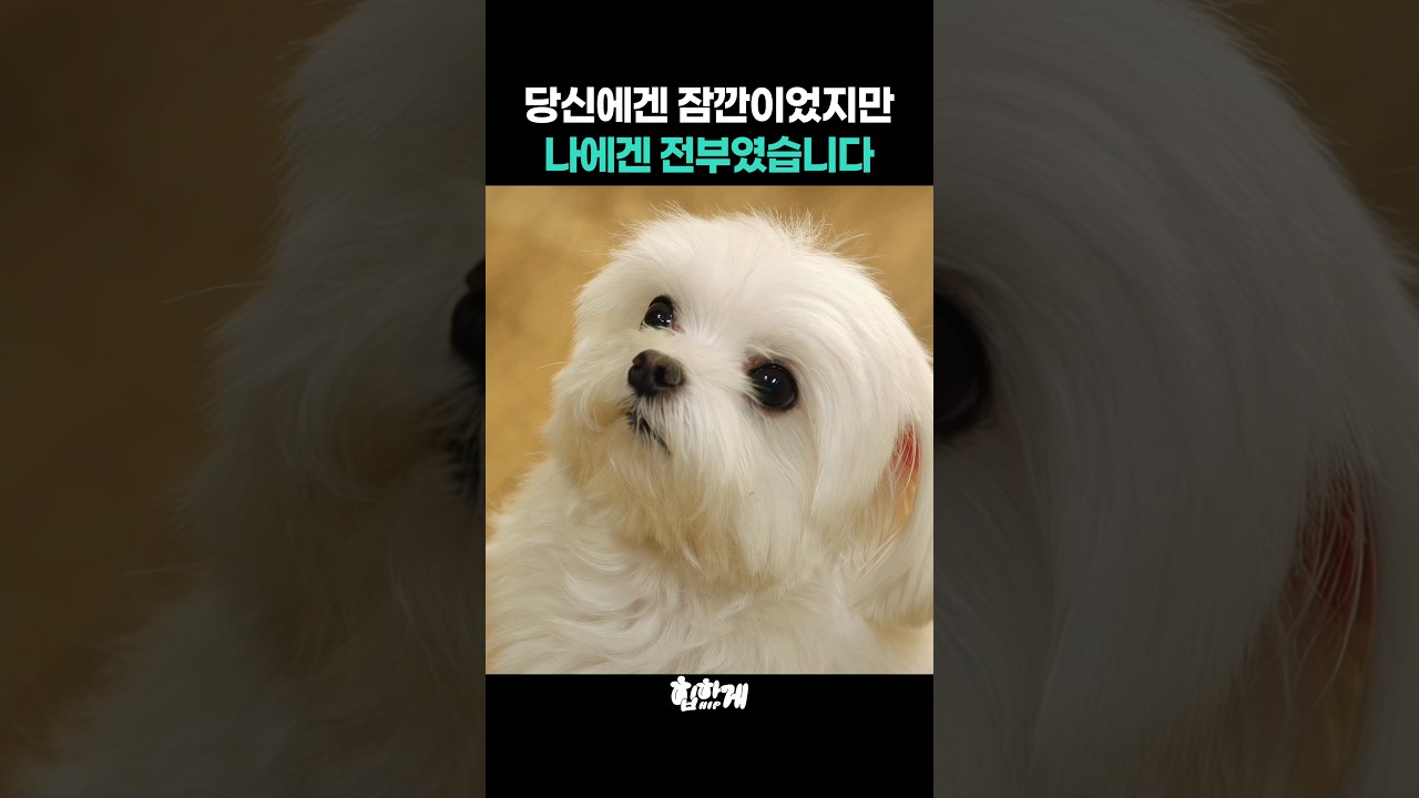 당신에겐 잠깐이었지만 나에겐 전부였습니다
