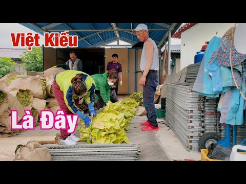 Video Hái Thuốc Lá Một Ngày Làm Thuê Đầy Vất Vả | Sinh Vlog... - youtube