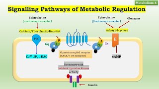 4: Signaling Pathways of Metabolic Regulation | Metabolism-4 | Biochemistry | N'JOY Biochemistry