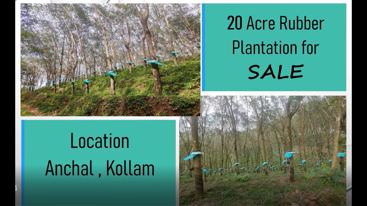 20 Acre Rubber Plantation in Prime Location for Sale, Location Anchal