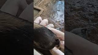 good evening 🙂👍 #blog #pig #video